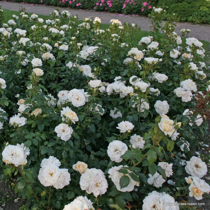 lion-rose